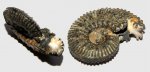 Отпечатки мускулов Kosmoceras sp.
