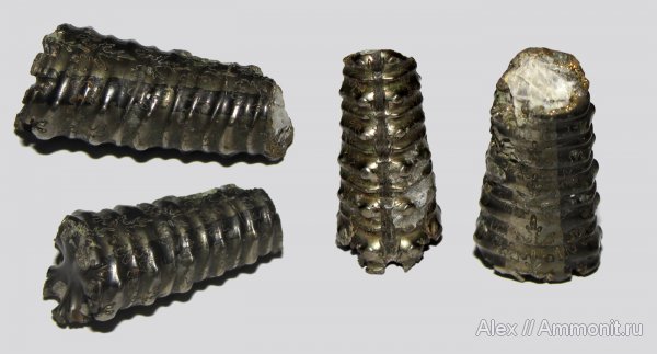 аммониты, мел, гетероморфные аммониты, Toxoceratoides, Ammonites, мускулы, мышцы, muscle scars, отпечатки мускулов, Cretaceous, heteromorph ammonites