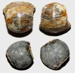 Отпечатки мускулов Erymnoceras sp.