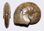 Аммонит Aconeceras trautscholdi