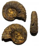 Peltoceras