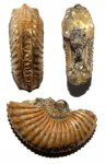 Пловинка кальцитового Amoeboceras sp.