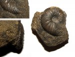 Pseudocadoceras sp. с устьем