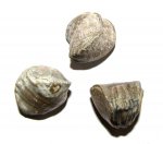 Девонские брахиоподы Tomestenoporhynchus rudkini