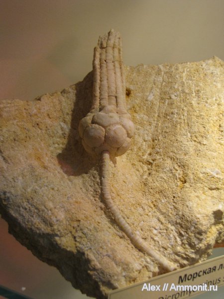морские лилии, криноидеи, ПИН, Dicromyocrinus, Cromyocrinidae