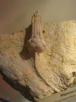 Dicromyocrinus sp.