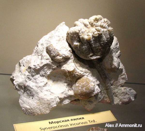 морские лилии, криноидеи, Choristites, ПИН, Synerocrinus incurvus, Synerocrinus, Spiriferida, Flexibilia
