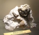 Лилия Synerocrinus incurvus