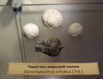 Чашечки Dicromyocrinus ornatus