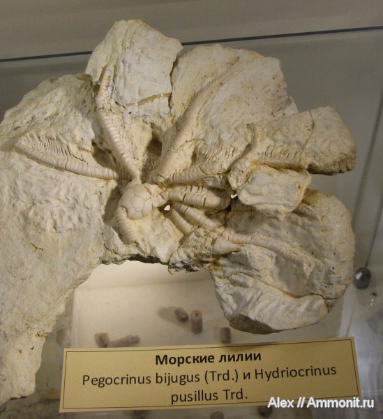 морские лилии, криноидеи, ПИН, Pegocrinus, Hydriocrinus, Hydriocrinus pusillus, Pegocrinus bijugus