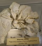 Pegocrinus bijugus и Hydriocrinus pusillus