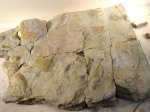 Морские ежи Archaeocidaris и Melonechinus