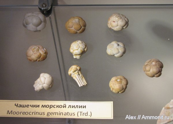 морские лилии, криноидеи, ПИН, Mooreocrinus, Mooreocrinus geminatus, Cromyocrinidae