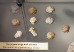 Чашечки Mooreocrinus geminatus