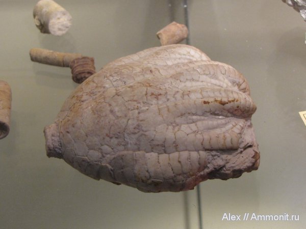 морские лилии, криноидеи, ПИН, Synerocrinus incurvus, Synerocrinus, Flexibilia