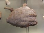 Морская лилия Synerocrinus (?)