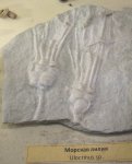 Морские лилии Ulocrinus sp.