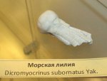 Dicromyocrinus subornatus