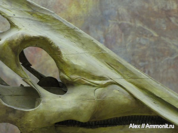 музеи, гадрозавры, ПИН, fake fossils, hadrosaurus