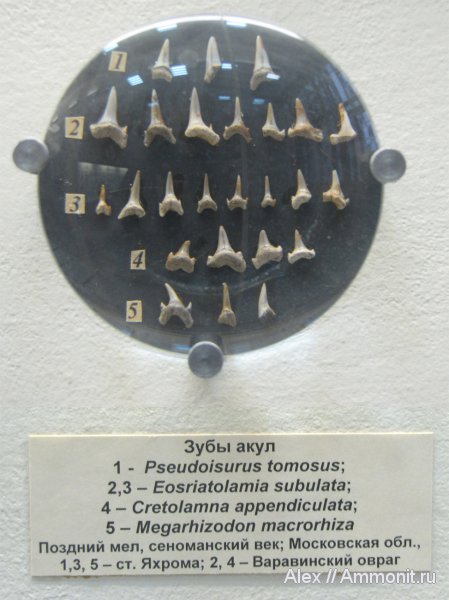 мел, рыбы, зубы, музеи, ПИН, сеноман, зубы акул, Cenomanian, Cretaceous, fish, teeth, shark teeth