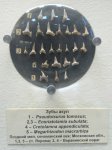 Зубы меловых акул