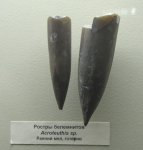 Меловые Acroteuthis sp.