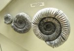 Speetoniceras versicolor разного возраста