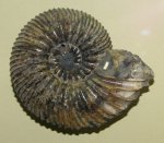 Simbirskites elatus - 3