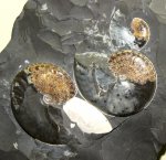 Aconeceras trautscholdi
