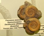 Dactylioceras athleticum