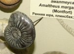 Amaltheus margaritatus