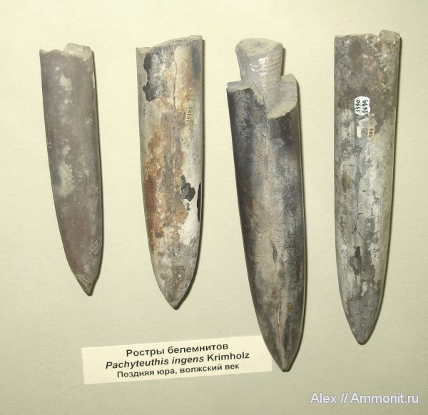 белемниты, юра, Pachyteuthis, Stomatopora, волжский век, Pachyteuthis ingens, Volgian, Jurassic, belemnites
