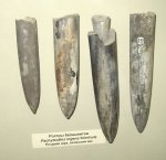Белемниты Pachyteuthis ingens