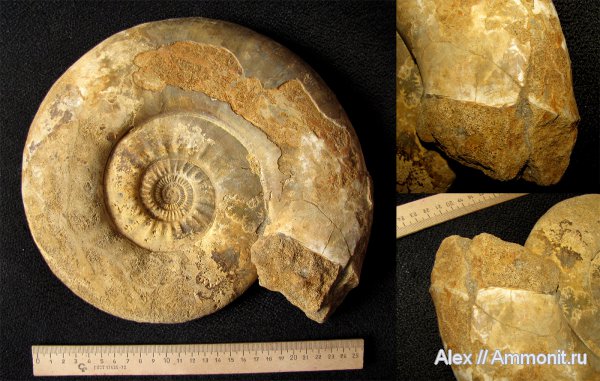 макроконхи, нижний келловей, келловей, Indosphinctes, Никитино, Perisphinctidae, устье, Indosphinctes vischniakoffi, Macroconchs, Callovian, Middle Jurassic, Lower Callovian