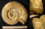 Макроконх Indosphinctes wischniakoffi с устьем
