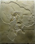 Archaeopteryx lithographica