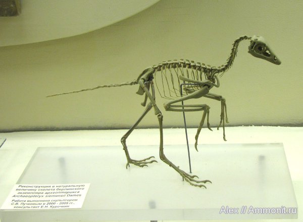 юра, Германия, музеи, ПИН, Archaeopteryx, Jurassic