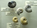 Аммониты из Японии и Казахстана