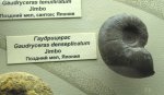 Аммонит Gaudryceras denseplicatum