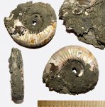 Binatisphinctes с пиритом