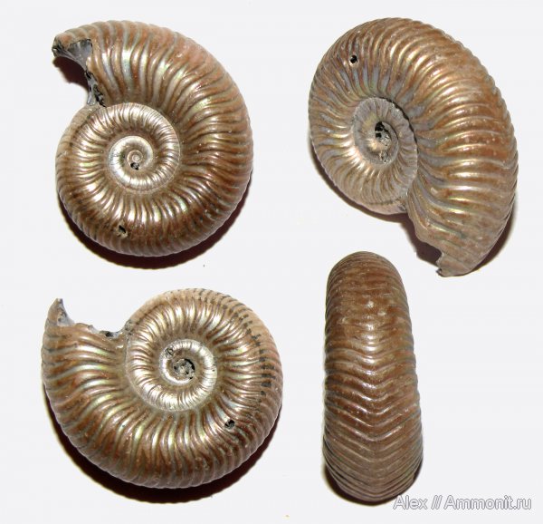 юра, Дубки, Vertumniceras, Vertumniceras angulatum, Quenstedtoceratinae, Jurassic