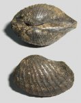 Двустворка Pholadomya oviformis