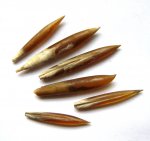 Белемниты Hibolites sp.