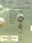 Онтогенез Popanoceras sobolevskyanum