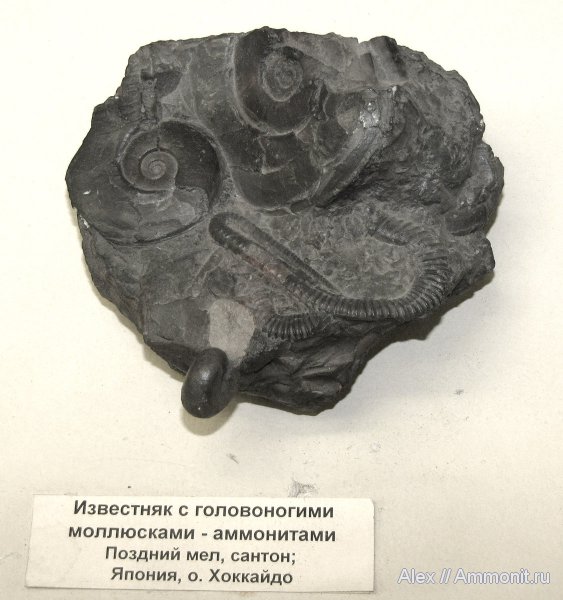 аммониты, мел, гетероморфные аммониты, музеи, Япония, ПИН, Ammonites, сантон, Santonian, Cretaceous, heteromorph ammonites
