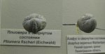 Трилобит Pliomera fischeri
