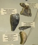 Девонские прямораковинные головоногие