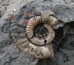 Hamulisphinctes sp. жуткой сохранности с длинным ушком