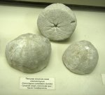 Крымские морские ежи