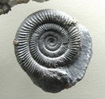 Dactylioceras из коллекции Эйхвальда